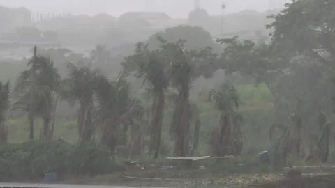 Tropical palm trees during rainfall in Trinidad. Stock Footage 338190729