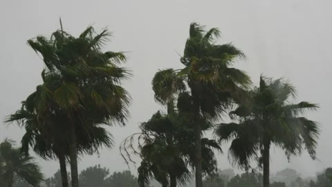 Tropical palm trees during a typhoon or rain storm Stock Footage 157302534