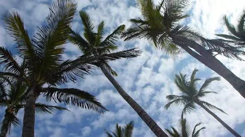 Tropical Palm Trees Stock Footage 10827680