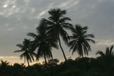 Tropical Palm Trees Stock Footage 21011322