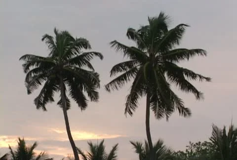 Tropical palm trees Stock Footage 21011412