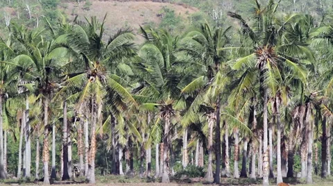 Tropical Palm Trees. Stock Footage 27489393