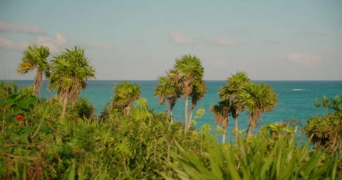 Tropical palm trees grow on cliff overlooking turquoise caribbean sea in Tulum Video stock 344753216