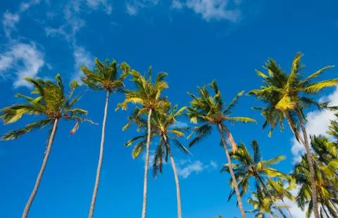 Tropical palm trees in hawaii Stock Photos
