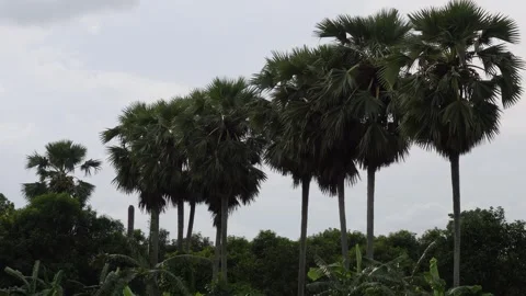 Tropical Palm Trees in Lines Stock Footage 312777885