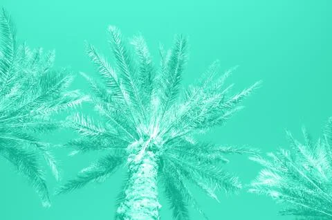 Tropical palm trees over mint color sky. Summer and travel concept. Holiday Stock Photos