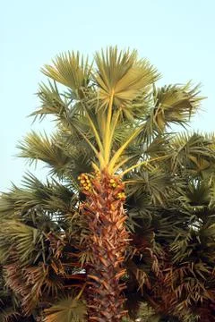 Tropical palm trees Stock Photos