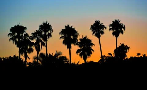 Tropical palm trees Foto stock