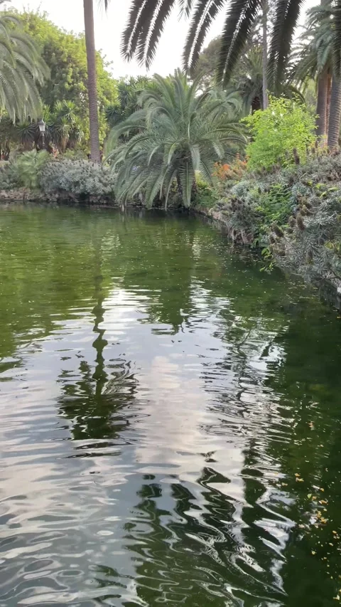 Tropical Palm Trees Reflected in a Calm Green Lake Stock Footage 321569356