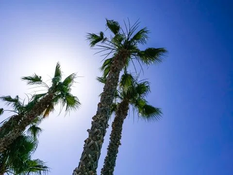 Tropical Palm trees rising in front of a blue sky Stock Photos