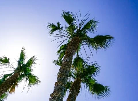 Tropical Palm trees rising in front of a blue sky Stock Photos