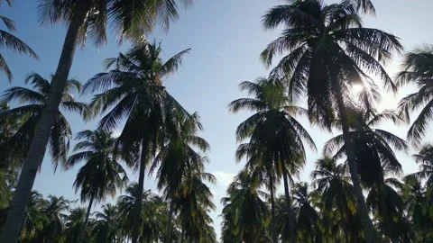 Tropical Palm Trees Rows on Bright Sunny Day in Low Angle Movement Stock-Footage 269127824
