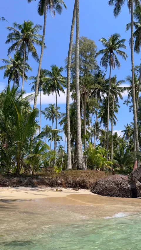 Tropical palm trees on sandy beach with clear turquoise water on island Thailand Video stock 336595400