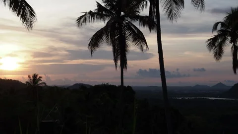 Tropical palm trees silhouette during a colorful sunset Stock-Footage 340643197