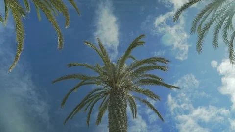 Tropical palm trees on a sky background Stock-Footage 70912056