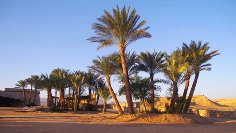 Tropical Palm Trees on Sky Background in Desert Stock Footage 72030411