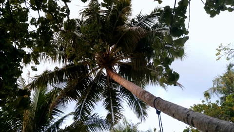 Tropical palm trees on sky background. Stock Footage 91320936