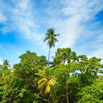 Tropical palm trees at sunset background. Stock-Fotos