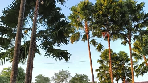 Tropical Palm Trees at Sunset with Decorative String Lights Video stock 341508869