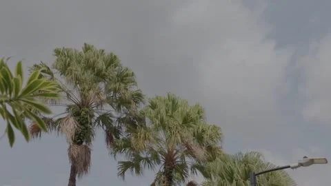 Tropical palm trees sway gently under an overcast sky. Video stock 341838540
