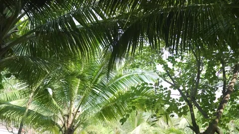 Tropical palm trees swaying gently in breeze near resort Stock Footage 300370602