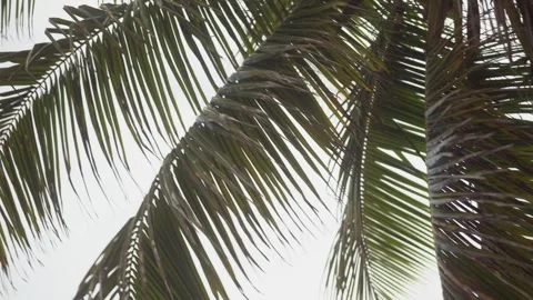 Tropical palm trees swaying gently with a colorful sunset sky in the background. Stock Footage 342783119