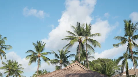 Tropical Palm Trees Towering Over Hotel Suites Of InterContinental Bali 库存影片 281352282
