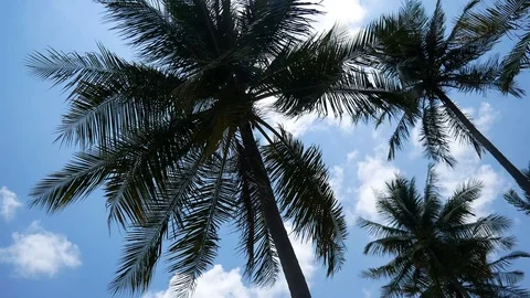 Tropical palm trees waving on a beach on the island of Koh Yao Yai Stock Footage 124140489