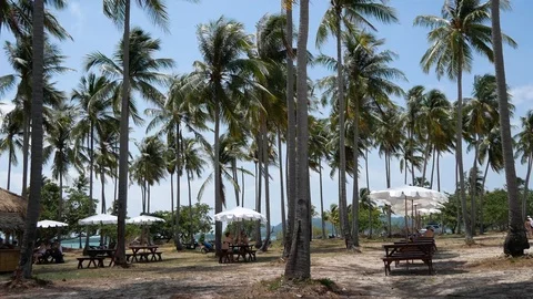 Tropical palm trees waving on a beach on the island of Koh Yao Yai Stock Footage 124140543