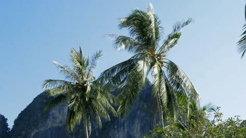 Tropical palm trees waving in the wind on a sunny day Video stock 106238440