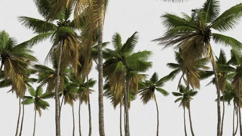 Tropical palm trees in the wind on a transparent background Stock Footage 290403293