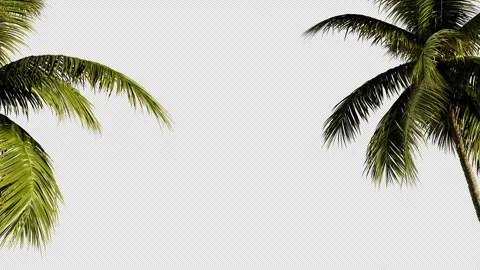 Tropical palm trees in the wind on a transparent background Stock Footage 291055307