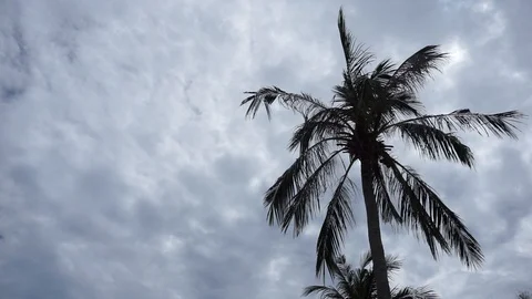 Tropical Palma and Clouds Video stock 100007957