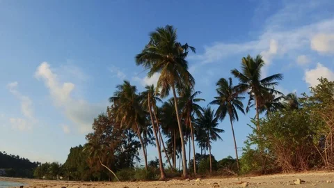 Tropical palms on a beach time lapse Stock Footage 100459008