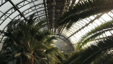 Tropical palms in the conservatory Stock Footage 86783204