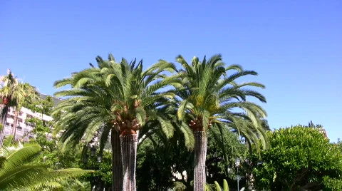 Tropical palms Stock Footage 90206