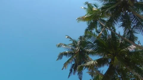 Tropical Palms 스톡 동영상 61753691