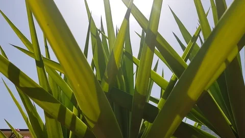 Tropical palms Stock Footage 78608067