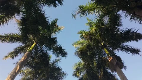 Tropical Palms Video stock 307835628