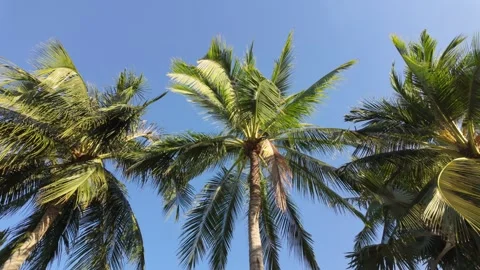 Tropical Palms Stock Footage 320039505