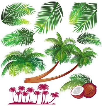 Tropical palms leaf Stock Illustration