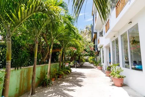 Tropical palms line a sunlit pathway 스톡 사진