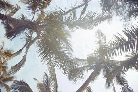 Tropical palms Stock Photos