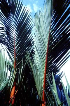 TROPICAL PALMS Stock Photos