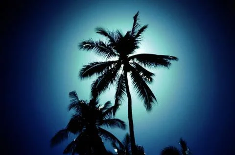 TROPICAL PALMS Stock Photos