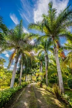 Tropical palms Stock Photos