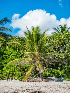 Tropical palms Stock Photos