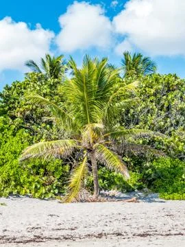 Tropical palms Stock Photos