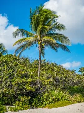 Tropical palms Stock Photos