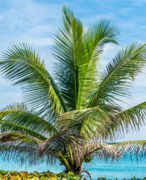 Tropical palms Stock Photos